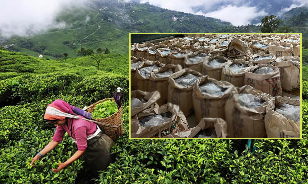  यस कारण इलामका चिया उद्योग असार १ गतेदेखि बन्द गर्ने घोषणा